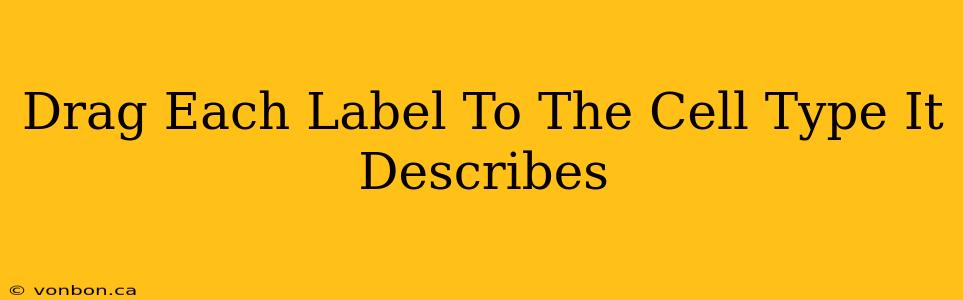 Drag Each Label To The Cell Type It Describes