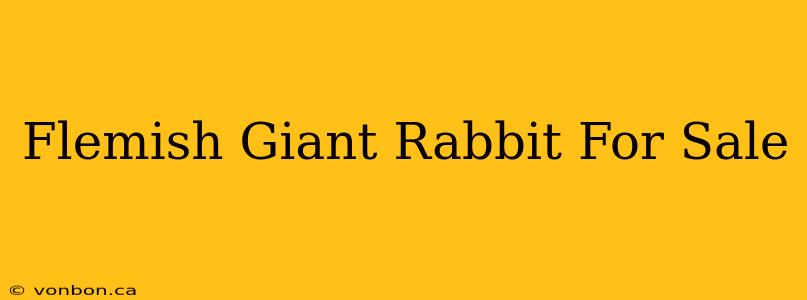 Flemish Giant Rabbit For Sale