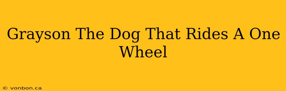 Grayson The Dog That Rides A One Wheel