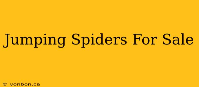 Jumping Spiders For Sale