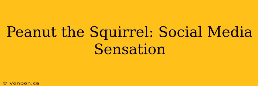 Peanut the Squirrel: Social Media Sensation
