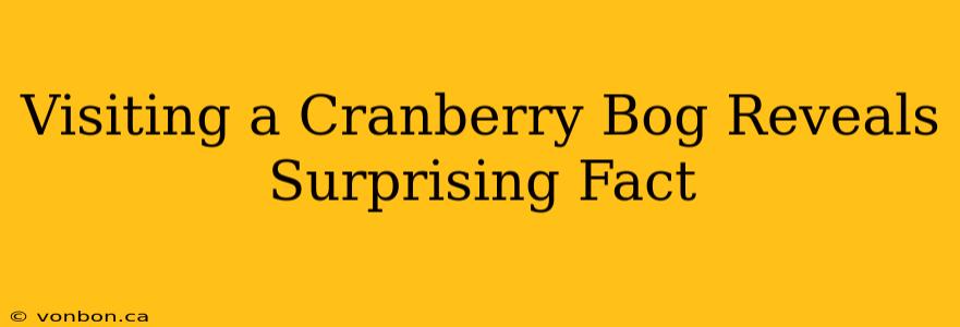 Visiting a Cranberry Bog Reveals Surprising Fact