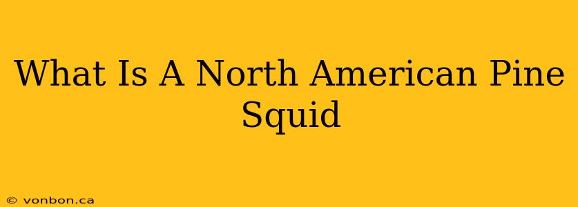 What Is A North American Pine Squid