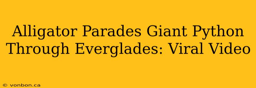Alligator Parades Giant Python Through Everglades: Viral Video