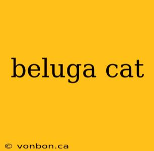 beluga cat