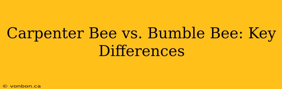 Carpenter Bee vs. Bumble Bee: Key Differences