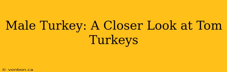 Male Turkey: A Closer Look at Tom Turkeys