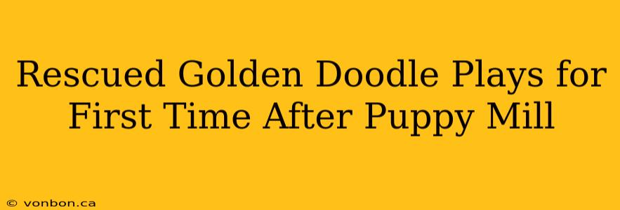 Rescued Golden Doodle Plays for First Time After Puppy Mill