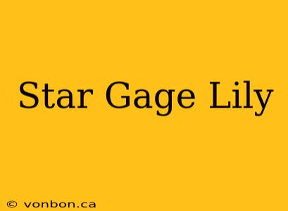 Star Gage Lily